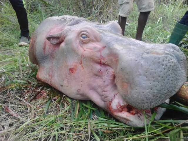 IMG_9726 RDC: la plainte contre un hippopotame au Sud-Kivu relance le débat sur la protection de la faune