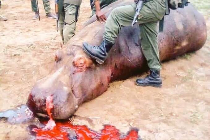 IMG_9727 RDC: la plainte contre un hippopotame au Sud-Kivu relance le débat sur la protection de la faune